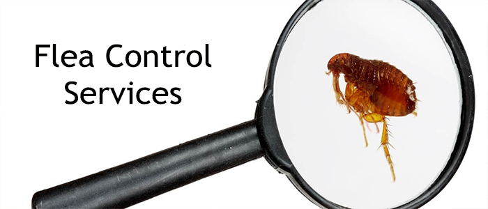 Same-day flea control services